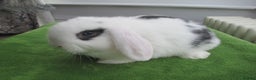 Mini Lop rabbits for sale: Baby Mini Lops - Advert 10