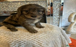 Cockapoo dogs for sale: 5 ⭐️ F1 Cockapoo puppies  - Image 7