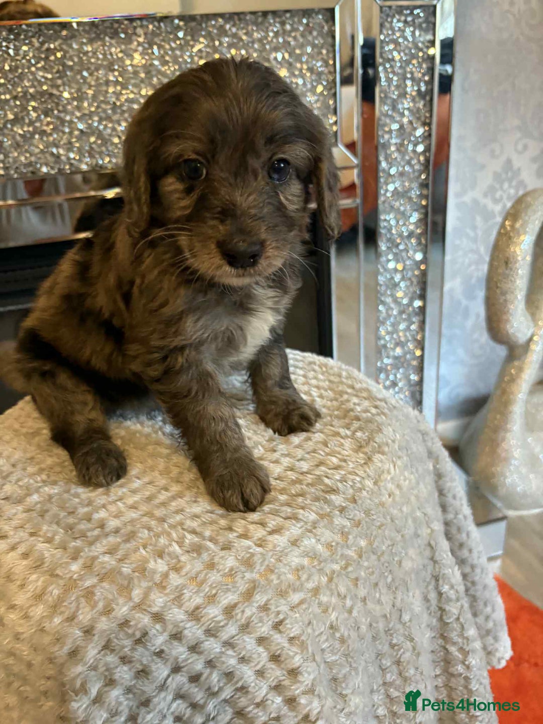 Cockapoo dogs for sale: 5 ⭐️ F1 Cockapoo puppies  - Image 7