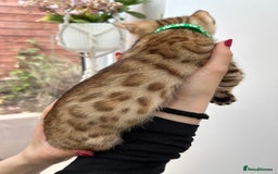 Bengal cats for sale: Gorgeous Pure Bengal Kittens Ready To Go! ❤️ - Image 23