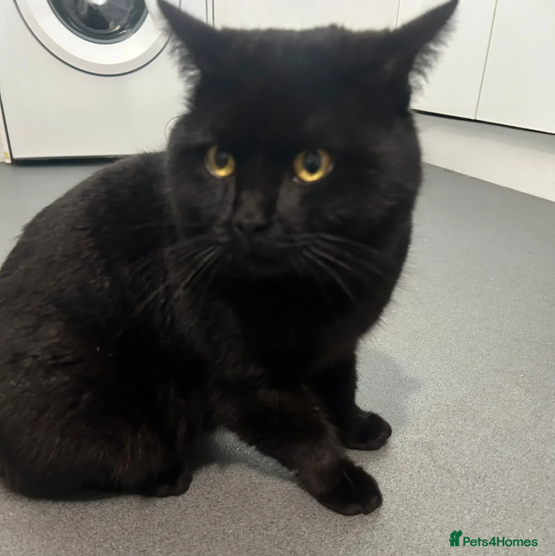 British Shorthair cats for sale: Gorgeous chunky male BSh stud - Advert 2