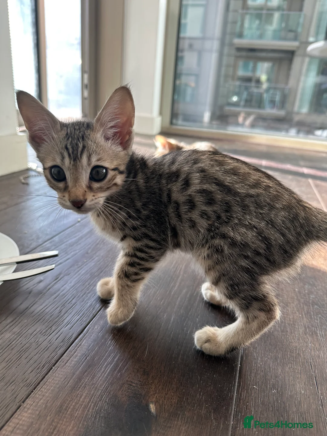 Bengal cats for sale: Sepia Bengal X Savannah kittens Extremely rare  - Advert 18