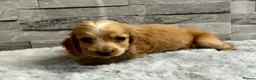 Cocker Spaniel dogs for sale: Show cocker spaniel puppies  - Advert 14