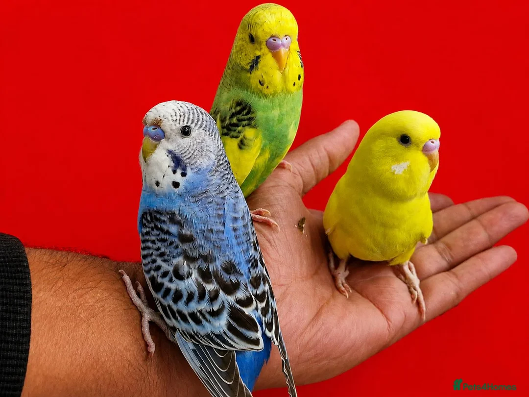 Budgerigars birds for sale: Super silly hand tamed baby budgie - Advert 1
