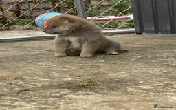 Japanese Shiba Inu dogs for sale: Fluffy authentic Shiba Inu puppies for sale  - Image 10