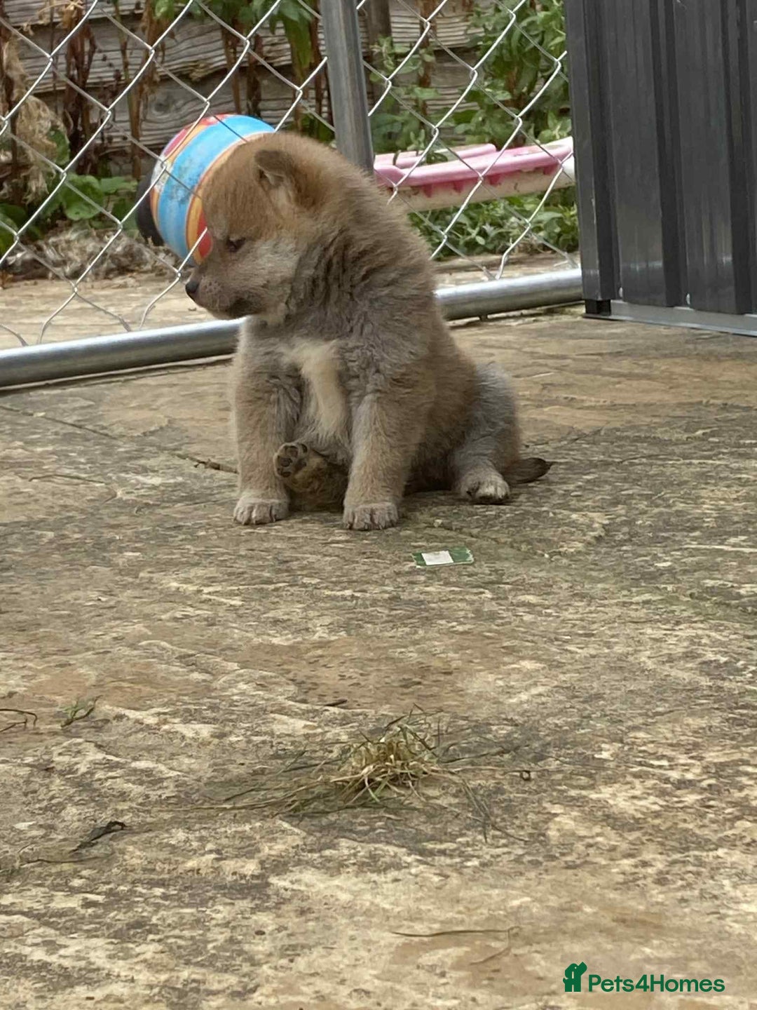 Japanese Shiba Inu dogs for sale: Fluffy authentic Shiba Inu puppies for sale  - Image 10
