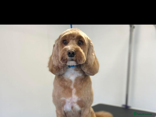 Cockapoo dogs in Hemel Hempstead - Advert 27