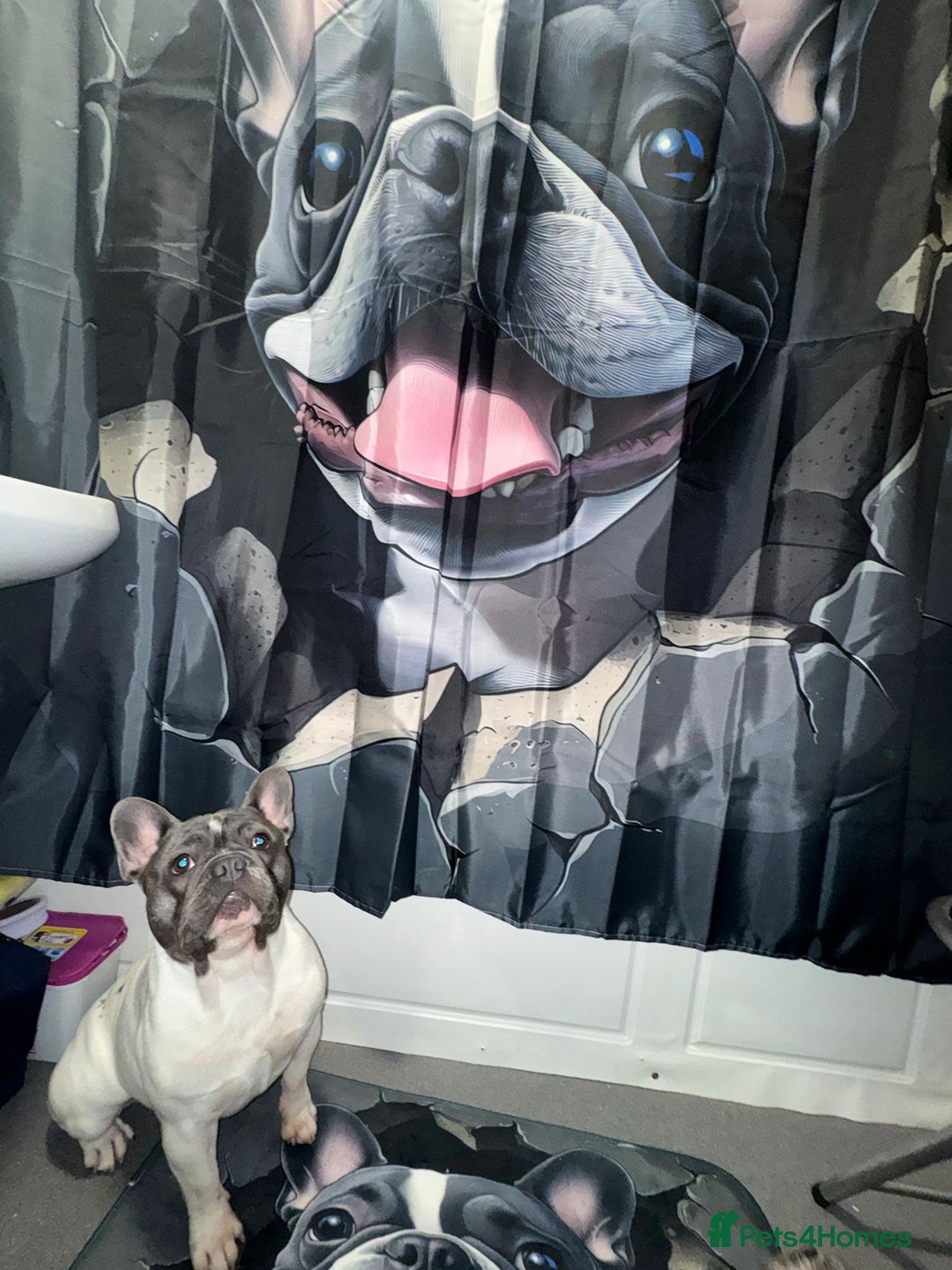 French Bulldog dogs for stud: Platinum pied French bulldog for stud - Advert 4