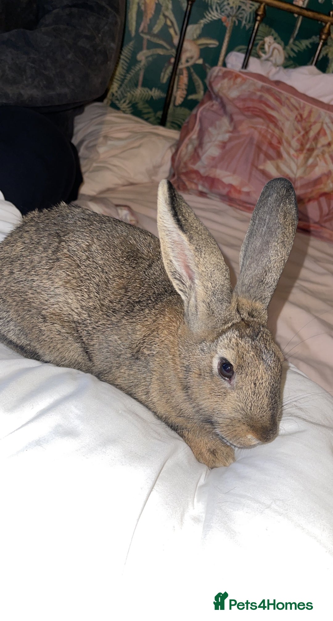 Rex rabbits for sale: 3 Bonded female rabbits  - Advert 5