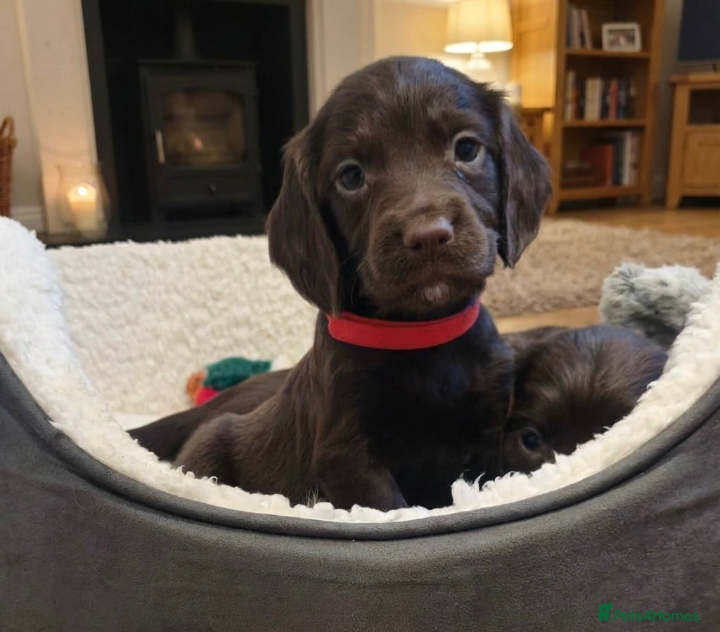 Sprocker dogs ⭐️Fully Health Tested F1 Sprocker Spaniel Puppies - Advert 5