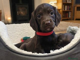 Sprocker dogs ⭐️Fully Health Tested F1 Sprocker Spaniel Puppies - Advert 5