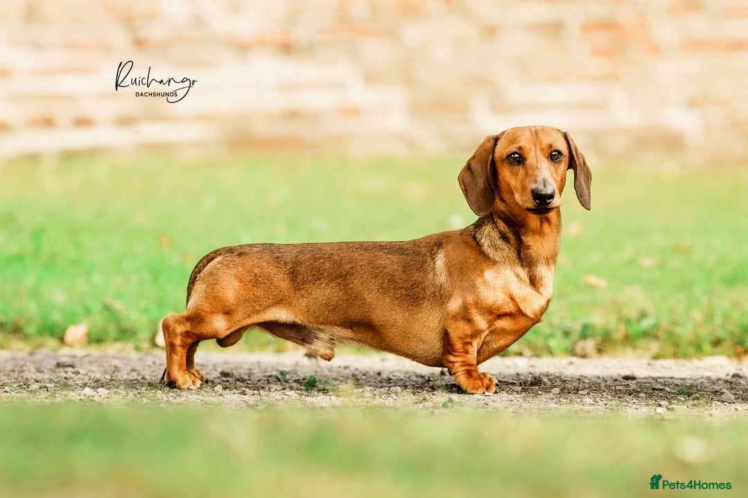 Miniature Dachshund dogs for sale: smooth miniature dachshund   - Advert 2