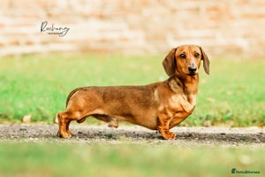 Miniature Dachshund dogs smooth miniature dachshund - Advert 8