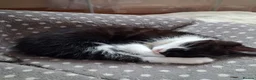 Mixed Breed cats for sale: 2 female black and white kittens available  in Walsall - Advert 4