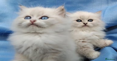 Siberian cats - Advert 1