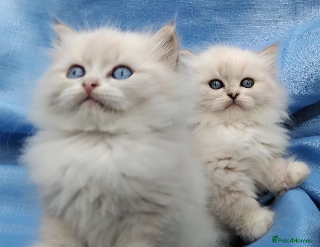 Siberian cats for sale: GCCF Registered Siberian kittens for sale  - Image 3