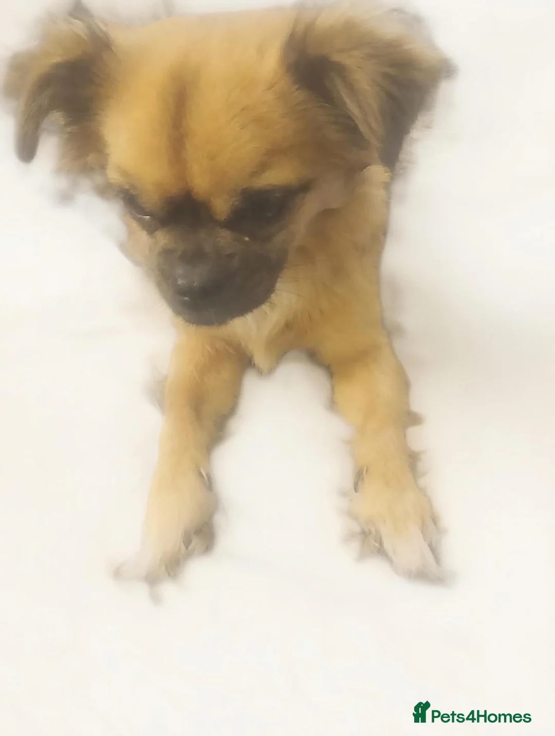 Mixed Breed dogs for sale: JACKAPUGS PUPPIES FOR SALE - Advert 12