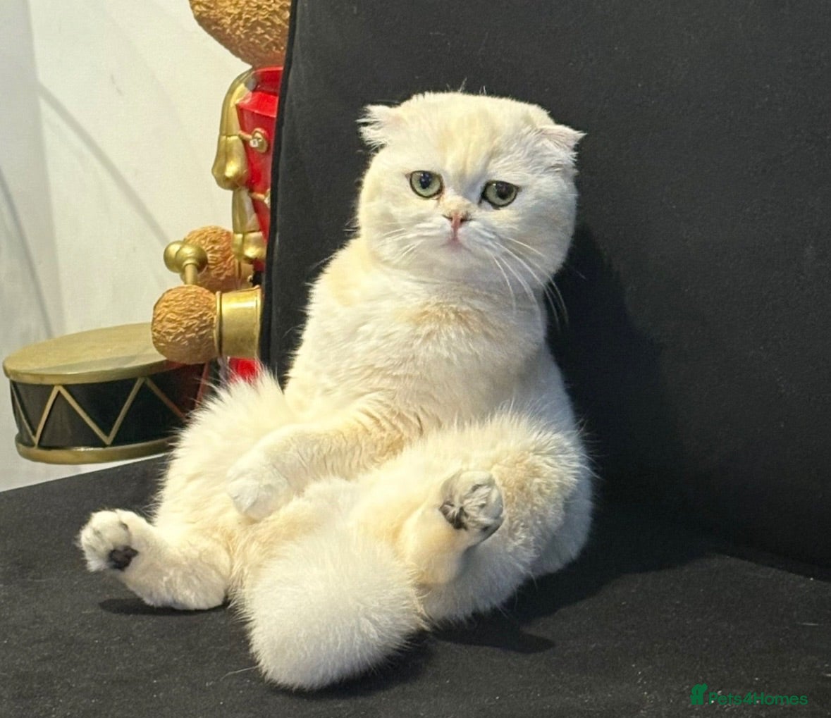 Scottish Fold cats Scottish fold female 3 years old  - Advert 1