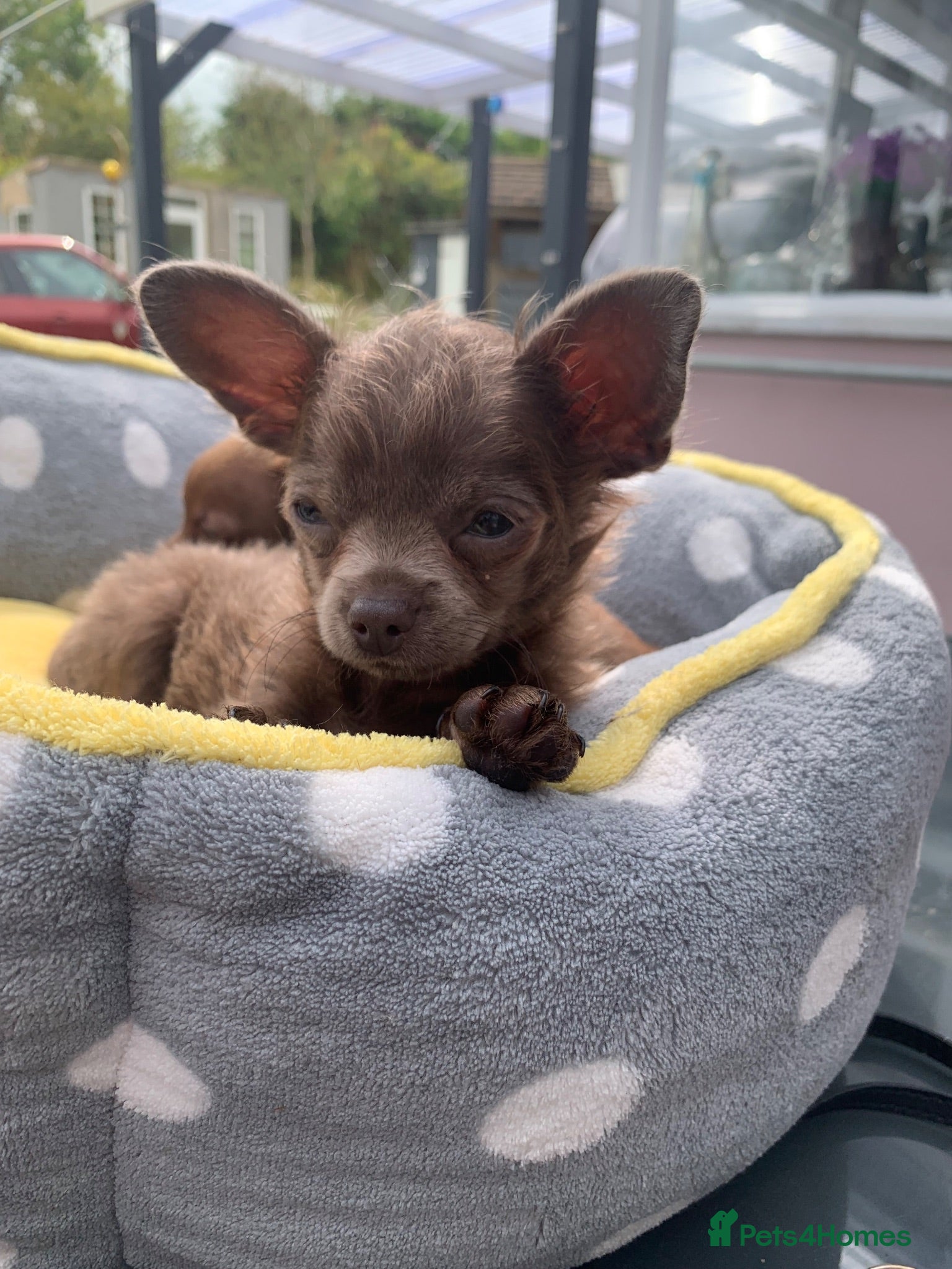 Chihuahua dogs Litter of chihuahua puppies ready to leave now  - Advert 16