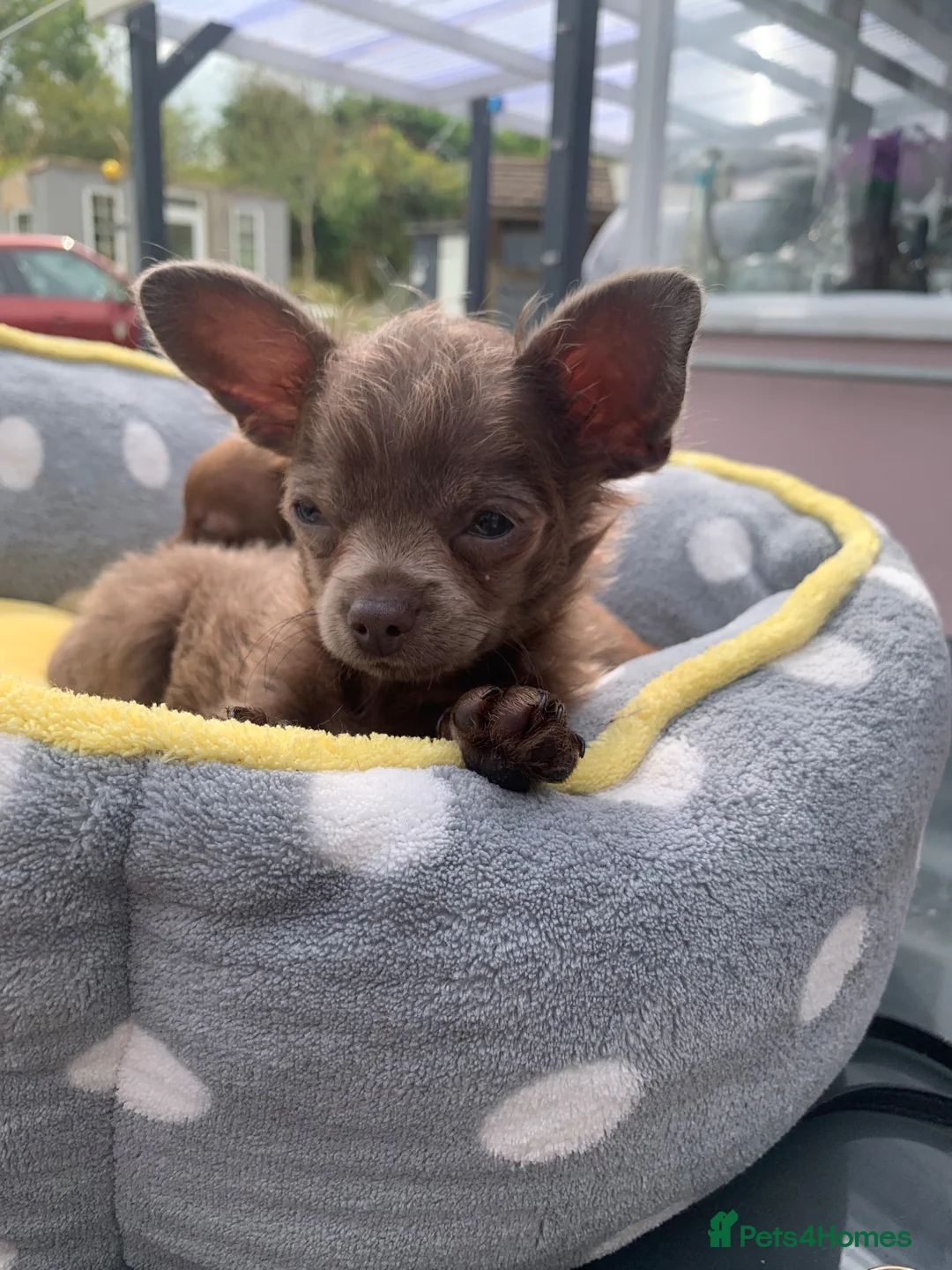 Chihuahua dogs for sale: Litter of chihuahua puppies ready to leave now  - Advert 1