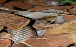 Rat Snake reptiles for sale: BAIRDS RAT SNAKE  - Image 8