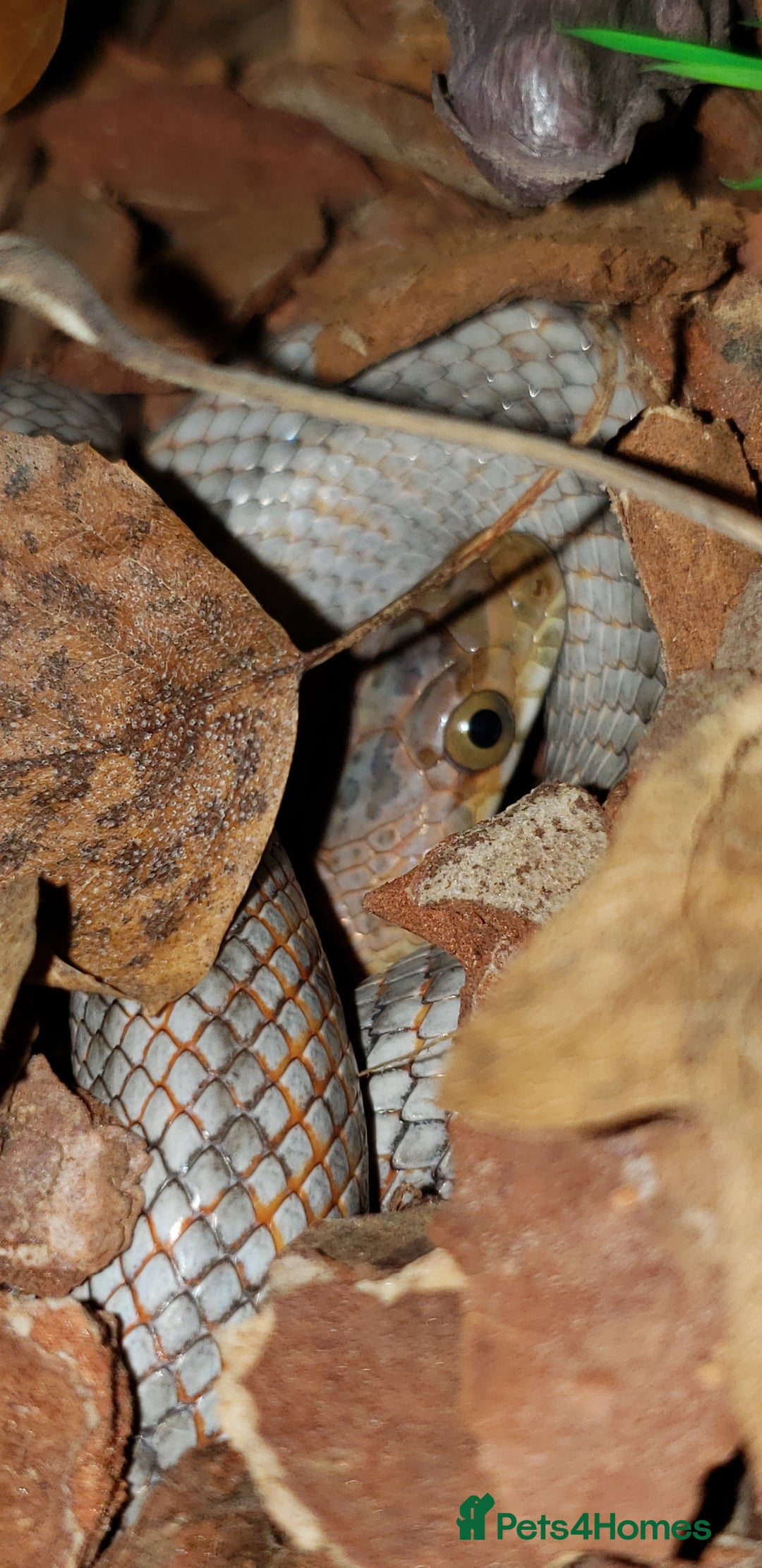 Rat Snake reptiles for sale: BAIRDS RAT SNAKE  - Image 8