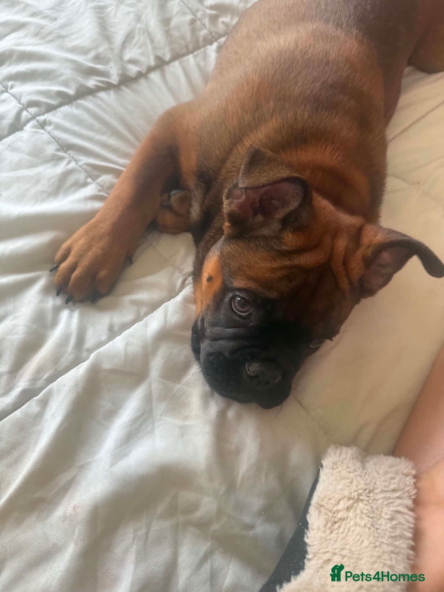 Mixed Breed dogs English Bull Chows - Advert 1