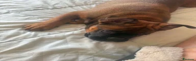 Mixed Breed 5