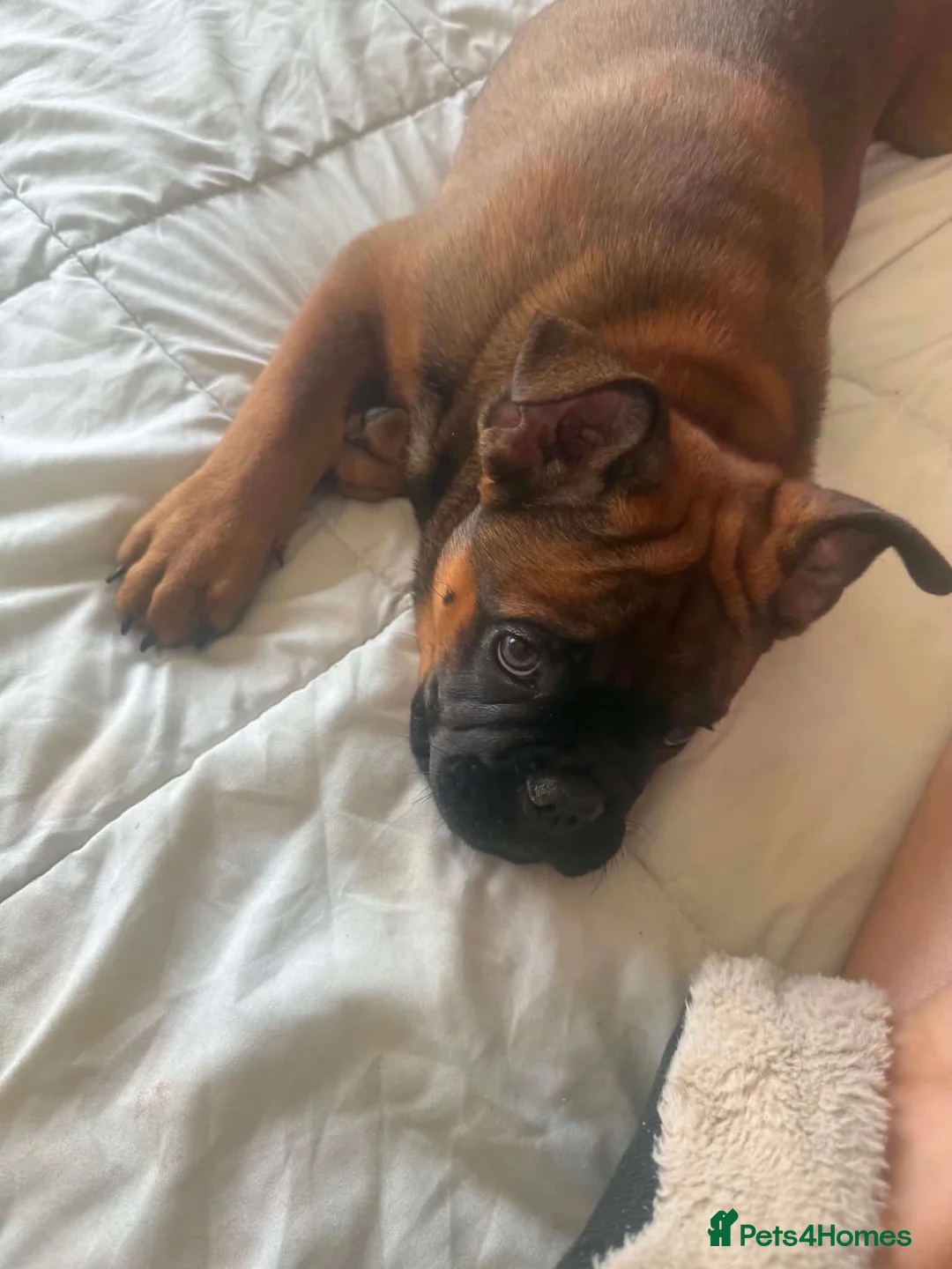 Mixed Breed dogs for sale: English Bull Chows - Advert 1