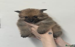 Pomeranian dogs for sale: LAST GIRL READY NOW Pomeranian puppies - Advert 11