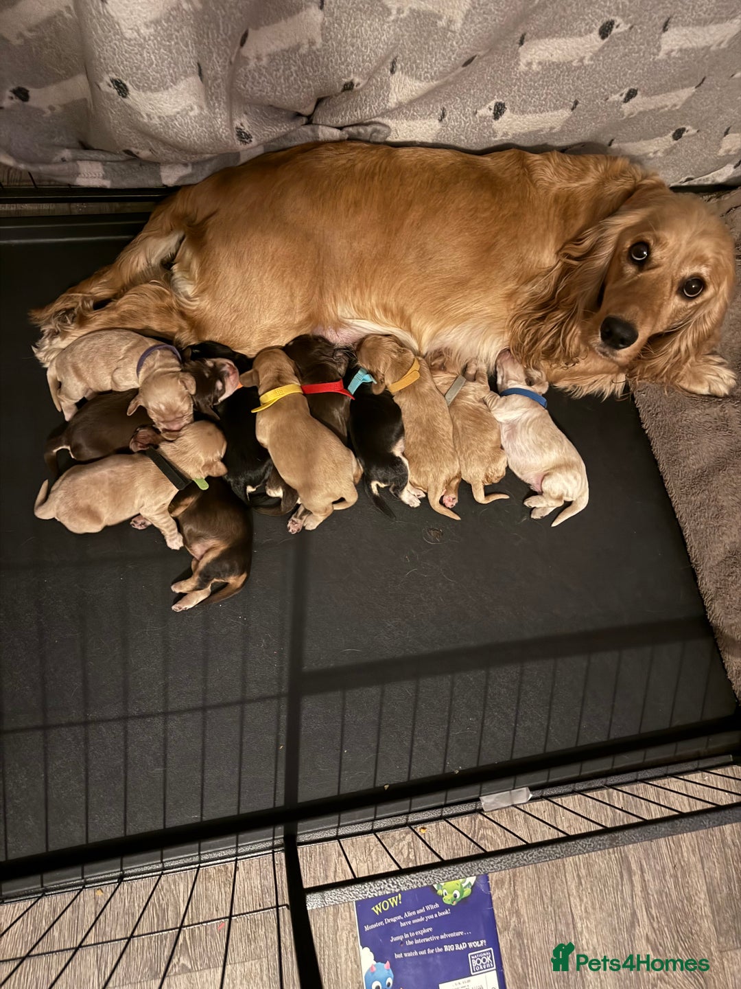 Cocker Spaniel dogs for sale: Stunning Cocker Spaniel pups - Image 4