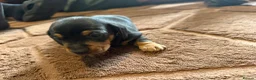 Miniature Dachshund dogs for sale: 2 Black and Tan girls  - Advert 8