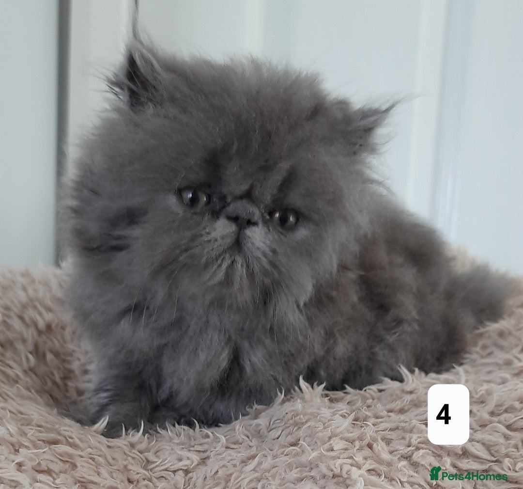 Persian cats for sale: GCCF Registered Persian kittens  - Image 5