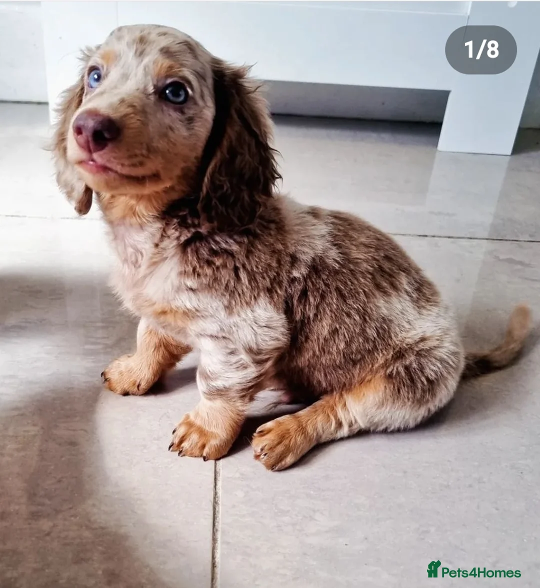 Miniature Dachshund dogs for stud: BLUE DAPPLE PIEBALD STUD CARRYING LONG HAIR CHOCO in Liverpool - Advert 15