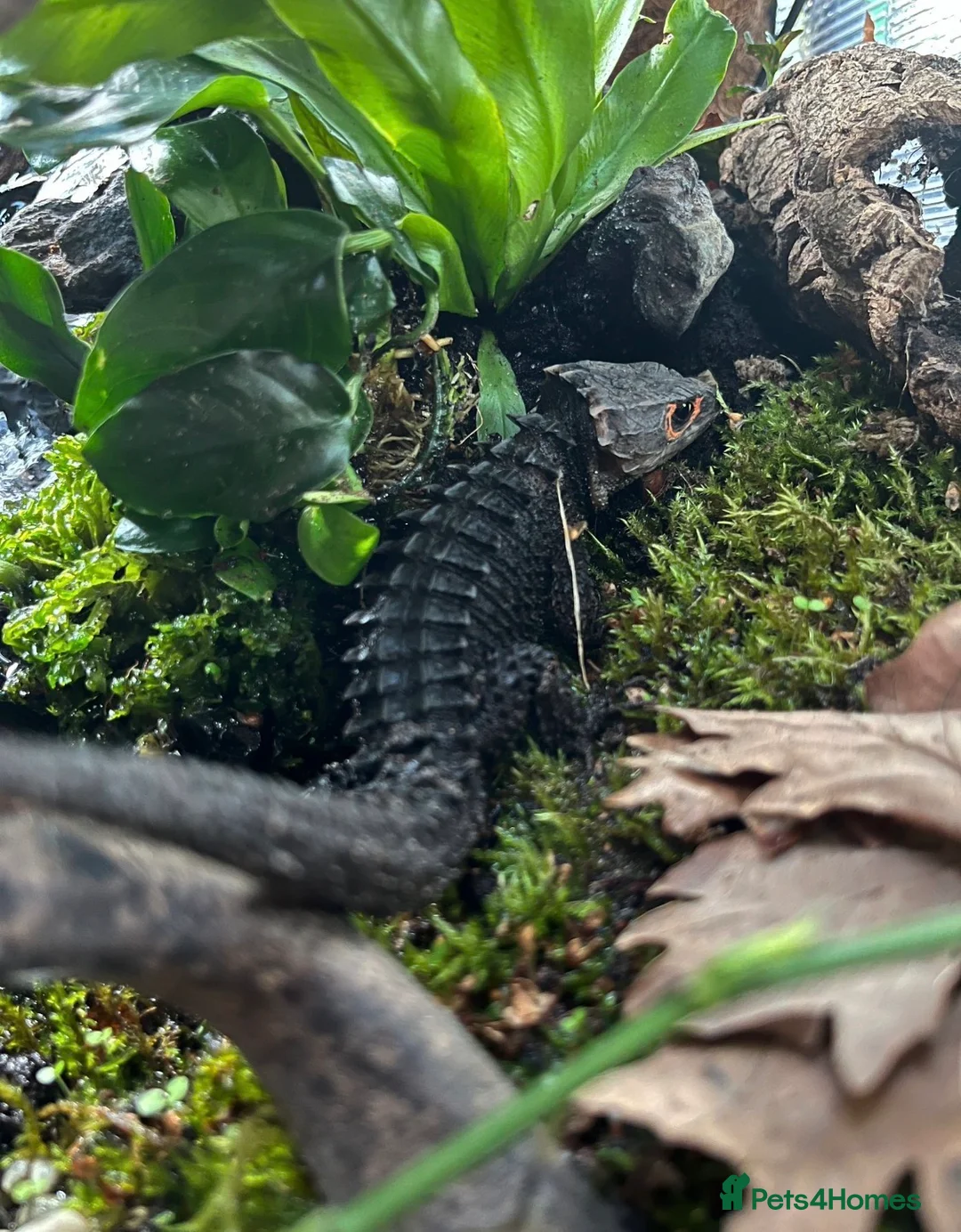 Skink reptiles for sale: 2 Crocodile Skinks (1.1) in Dursley - Advert 1