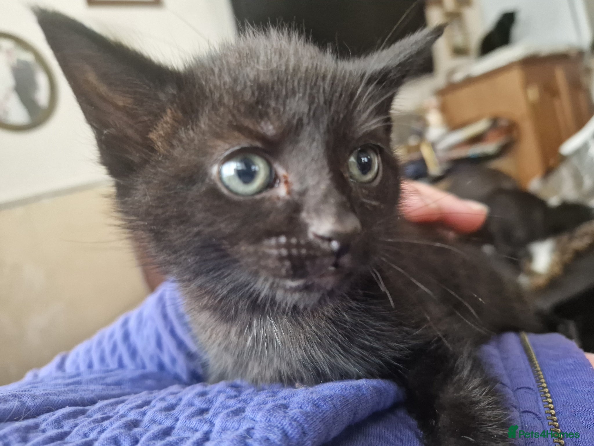 Domestic Shorthair cats 3 kittens - Advert 1