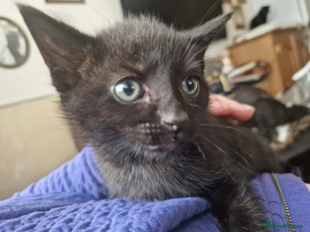 Domestic Shorthair cats for sale: 3 kittens - Advert 1