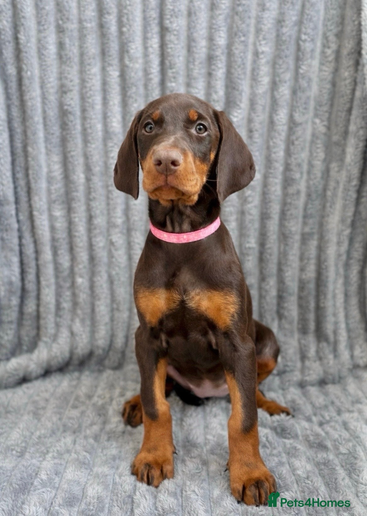 Dobermann dogs Top KC Registered Doberman Pups! 🩷 Ready NOW! 🩷 - Advert 5