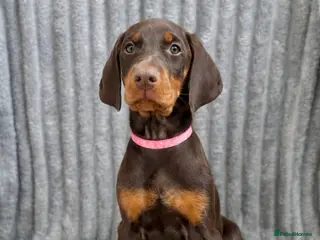 Dobermann dogs Top KC Registered Doberman Pups! 🩷 Ready NOW! 🩷 - Advert 5