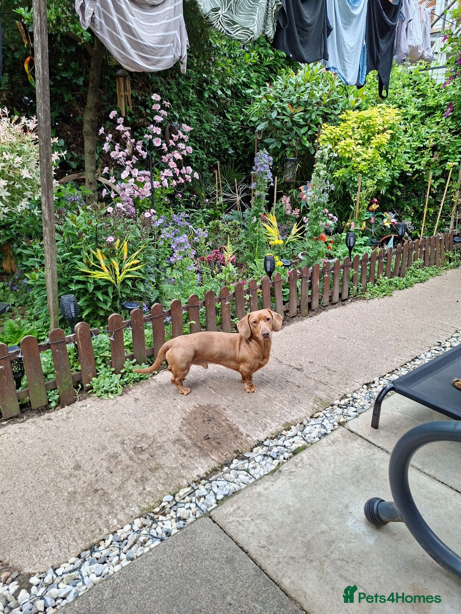 Miniature Dachshund dogs Brown dachshund  - Advert 3