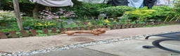 Miniature Dachshund dogs for sale: Brown dachshund  in Leominster - Advert 1