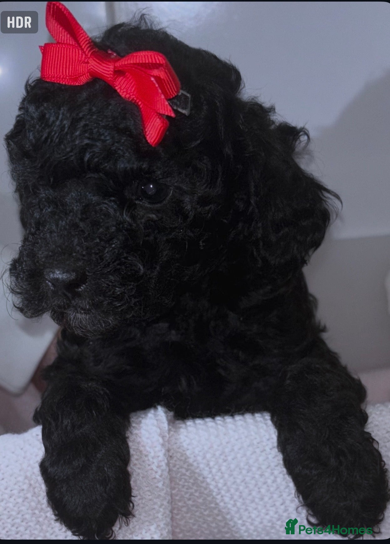 Toy Poodle dogs Adorable Toy Poodle puppies  - Advert 3