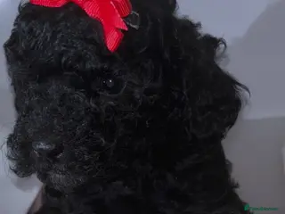 Toy Poodle dogs Adorable Toy Poodle puppies - Advert 2