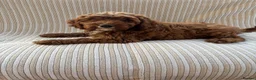 Cavapoo dogs for sale: Our delightful Cavapoo puppies  - Advert 6