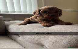Cavapoo dogs for sale: Cava poo puppies, Ruby Red - Image 9