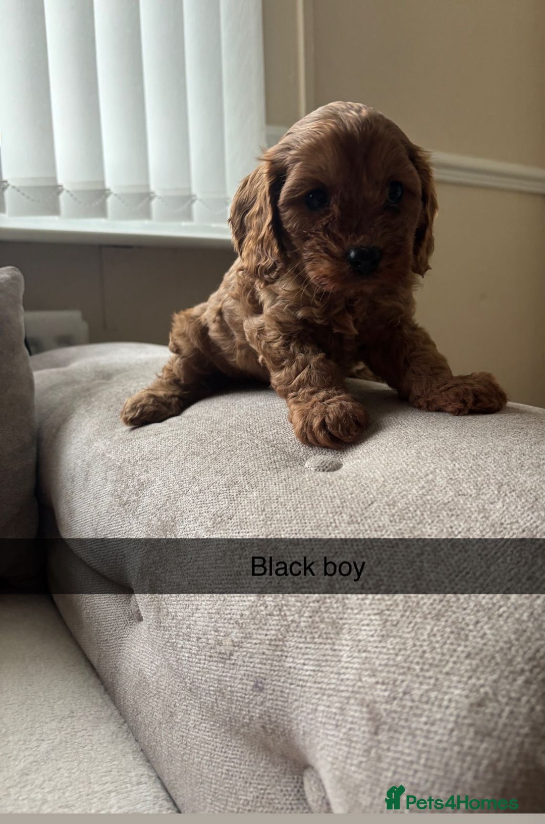 Cavapoo dogs for sale: Cava poo puppies, Ruby Red - Image 9