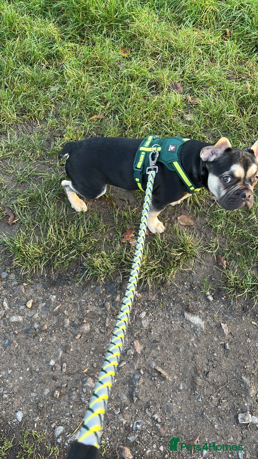 Mixed Breed dogs for sale: Cute and friendly Dog to sell. - Advert 3