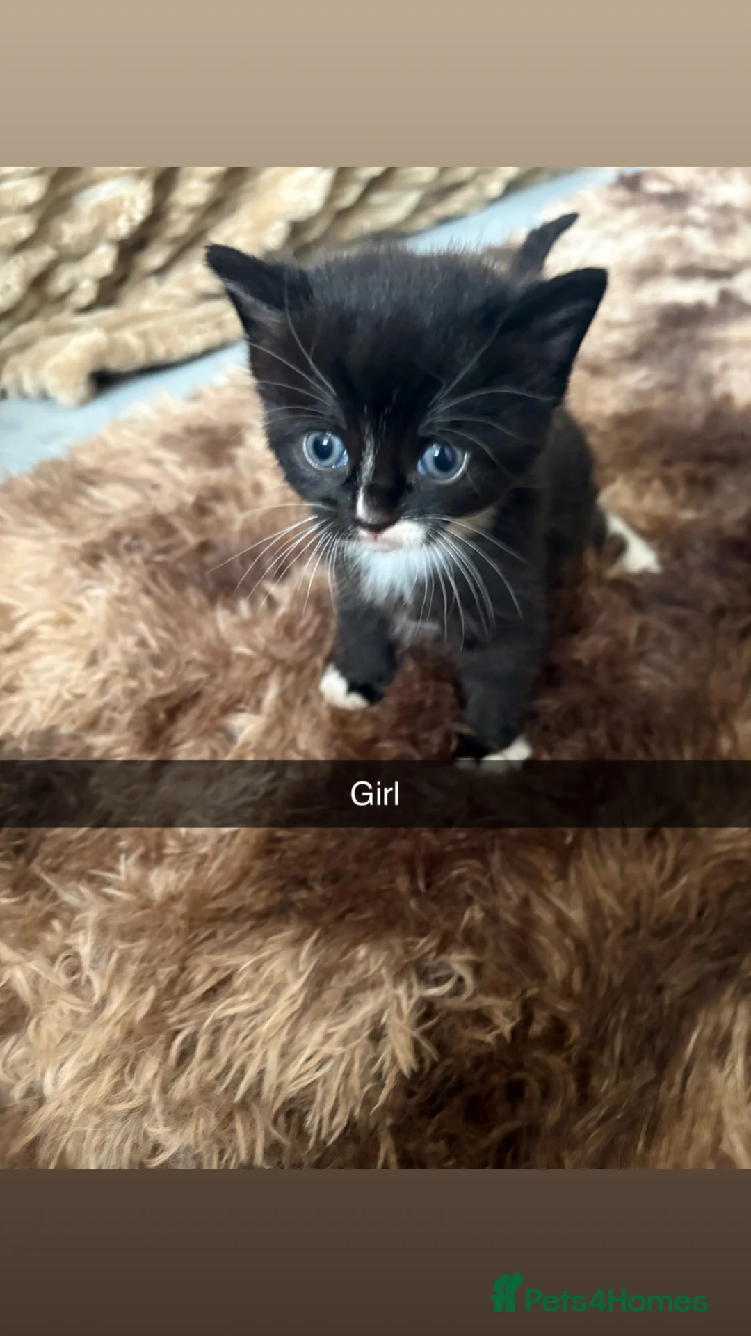 Mixed Breed cats for sale: One male and one female - Advert 2