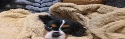 Cavalier King Charles Spaniel dogs for sale: King Charles cavalier  in Perth - Advert 8