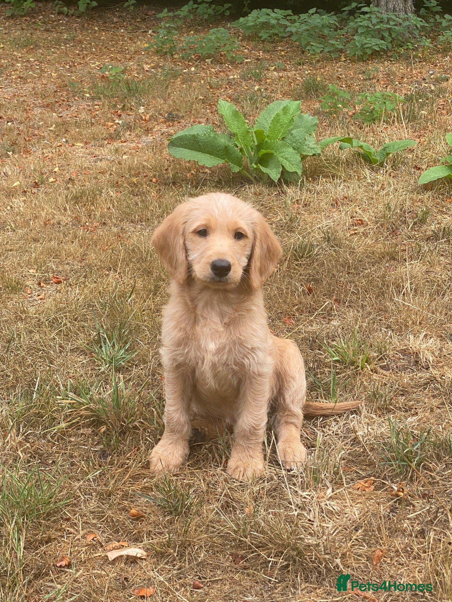 Labradoodle dogs 1 Beautiful boy Miniature Labradoodle - Advert 3